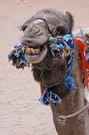 il sorriso del cammello